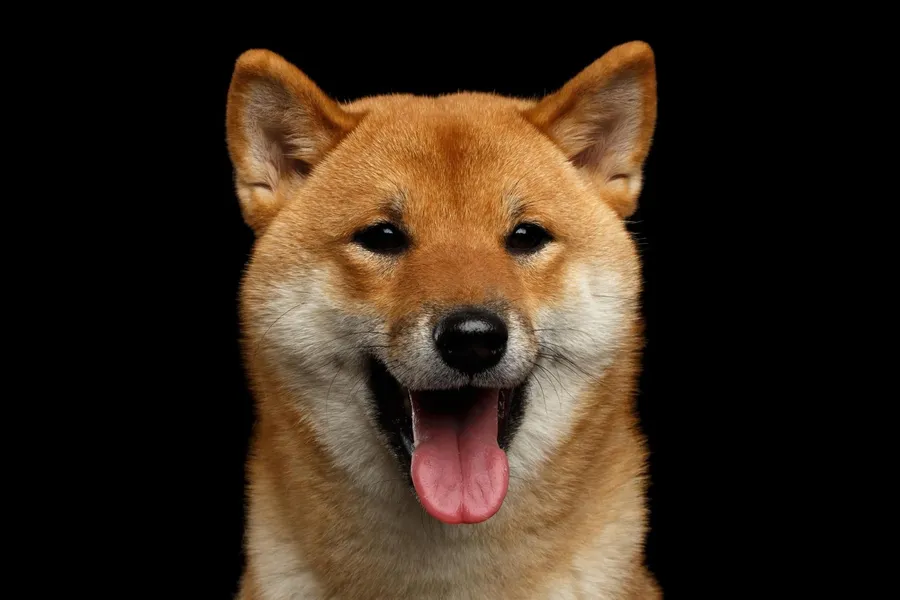 屬狗運勢